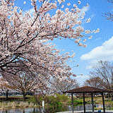 桜町史跡公園